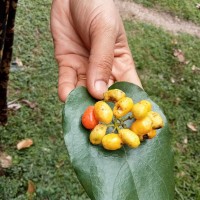 Tiliacora acuminata (Lam.) Miers